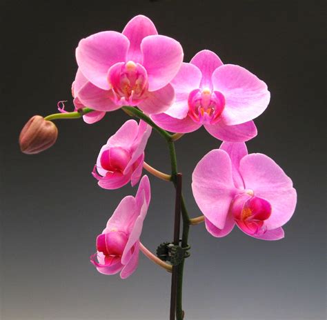 Ten Exquisite Pink Orchid Flowers for Spring | Orchidaceous! Orchid Blog