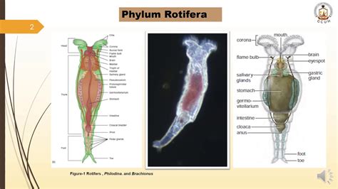 Phylum Rotifera ( BS Zoology Course; Invertebrate Diversity) urdu/Hindi - YouTube