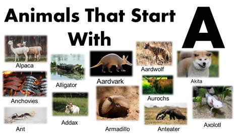All Animals That Start With A List And Images - GrammarVocab