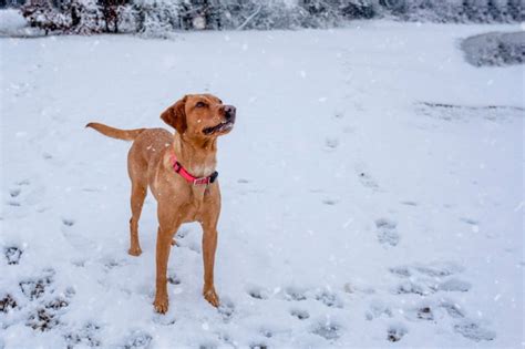 Premium Photo | A cheerful funny dog plays on the shore of a lake in ...