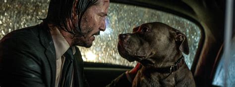 John Wick's 3 best dog moments proving he is the ultimate dog lover | SYFY WIRE