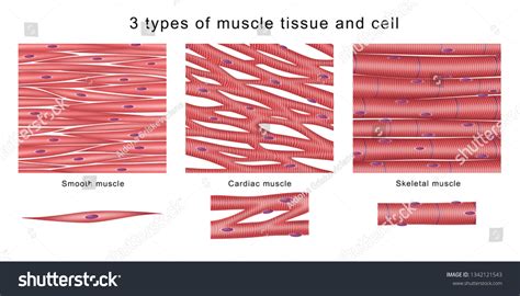 519 Types Of Muscle Tissue Images, Stock Photos & Vectors | Shutterstock