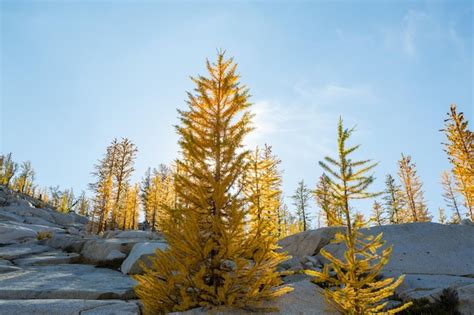 Premium Photo | Larch