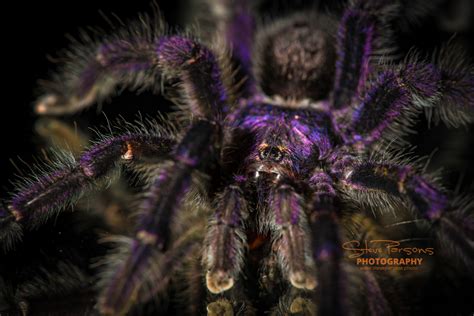 Avicularia purpurea - Purple Pinktoe Tarantula .75" - Bug Cage Company