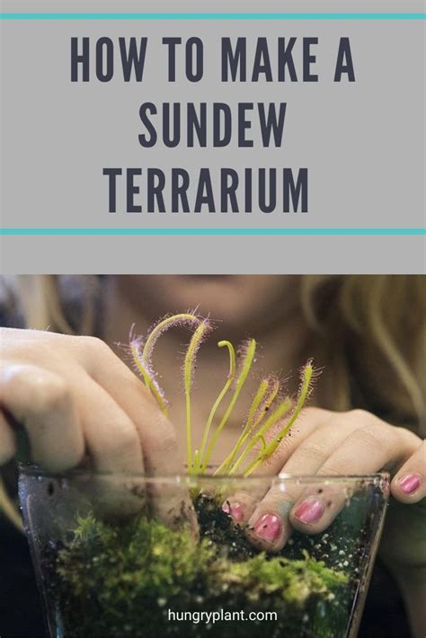 HOW TO MAKE A SUNDEW TERRARIUM | Sundew plant, Terrarium, Carnivorous ...