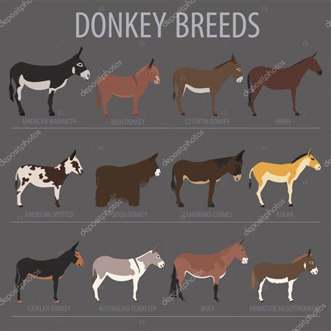 Donkey breeds icon set. Animal farming. Flat design Stock Vector by ...