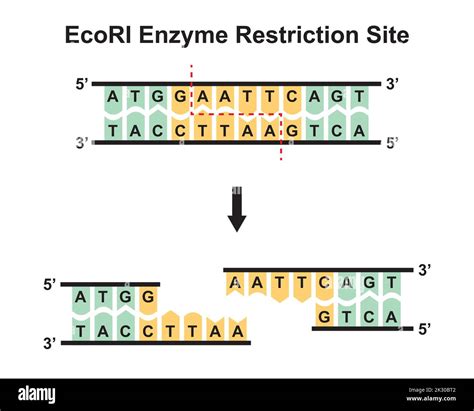 Restriction enzyme ecori Stock Vector Images - Alamy