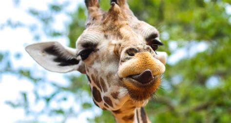 What’s that sound? It’s just a giraffe humming - Newswire - Blue Ridge Outdoors Magazine