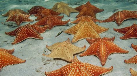 Red Cushion Starfish: Everything you need to know about this species