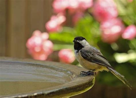 7 Surprising Alternative Uses for Clorox Bleach | Clorox bleach, Bird bath, Diy birdbath