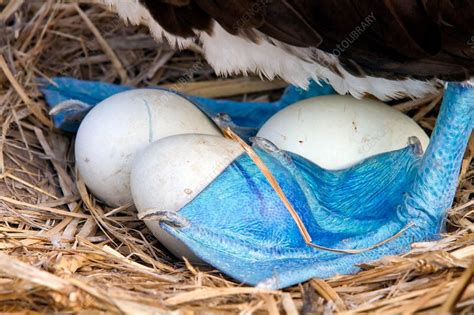 Blue-footed booby and eggs - Stock Image - C013/7473 - Science Photo ...