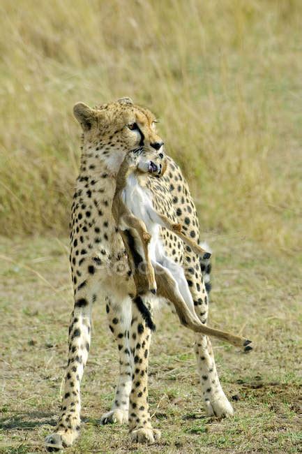 Cheetah carrying gazelle prey in meadow of Masai Mara Reserve, Kenya ...