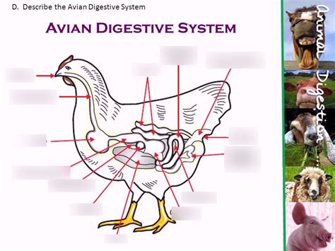 Digestive System Of A Bird