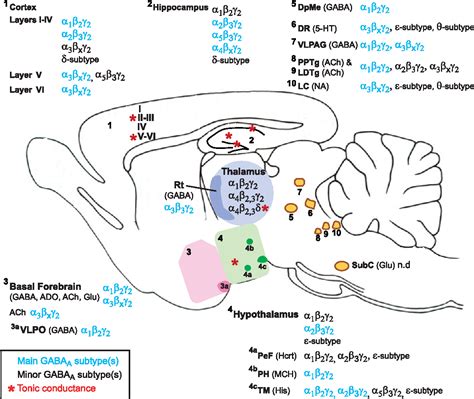 Role of GABAA receptors in the physiology and pharmacology of sleep. | Semantic Scholar