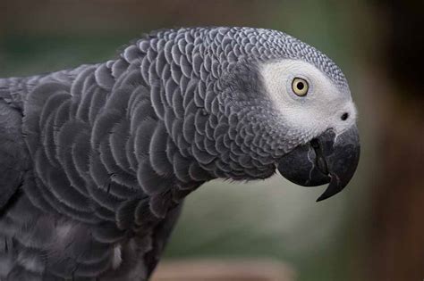 African Grey Parrot Food, Personality & Care Birds Magazine