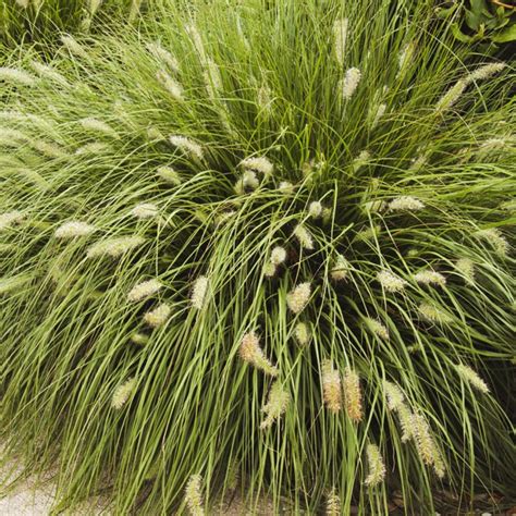 DWARF FOUNTAIN GRASS - Berns Garden Center & Landscaping - Ohio