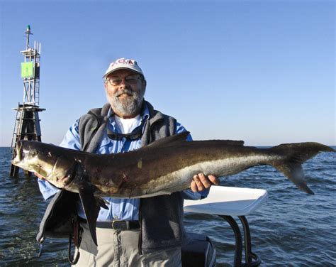 LET'S GO FISHING ON FLORIDA'S BIG BEND! LESSON #1: COBIA - Visit Natural North Florida