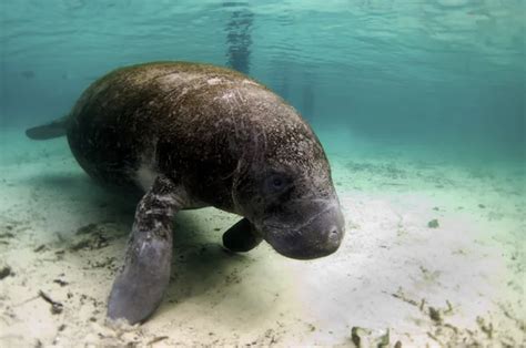 West India Manatee Mating Ritual — Stock Photo © thediver123 #9021213