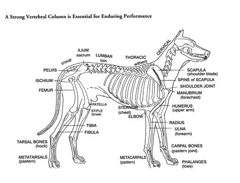 German Shepherds and stacking - Choosing A Dog - Site Root - Dog Community