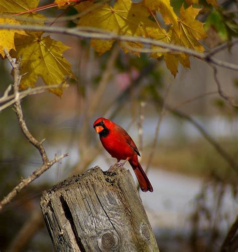 Autumn birds ~ ♥ - Autumn Photo (32525964) - Fanpop