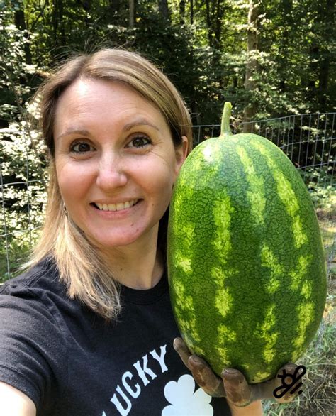 How to Determine When to Harvest Watermelon - gardenstead