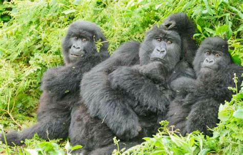 5 Days Gorilla Trekking Safari - African Scenic Beauty Safaris