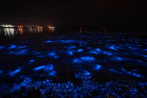 The Best Time to Go to Puerto Rico's Bioluminescent Bays | Puerto Rico Activities