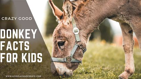 Fun Donkey Facts for Kids - Kids Play and Create