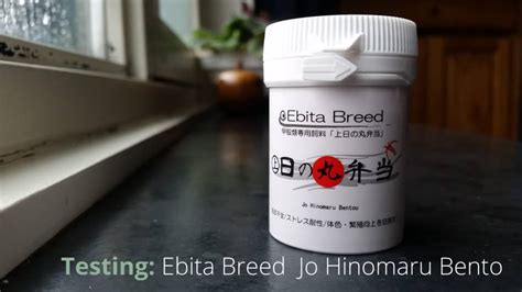 Review: Ebita Breed Jo Hinomaru Bento shrimp food - Aquariadise