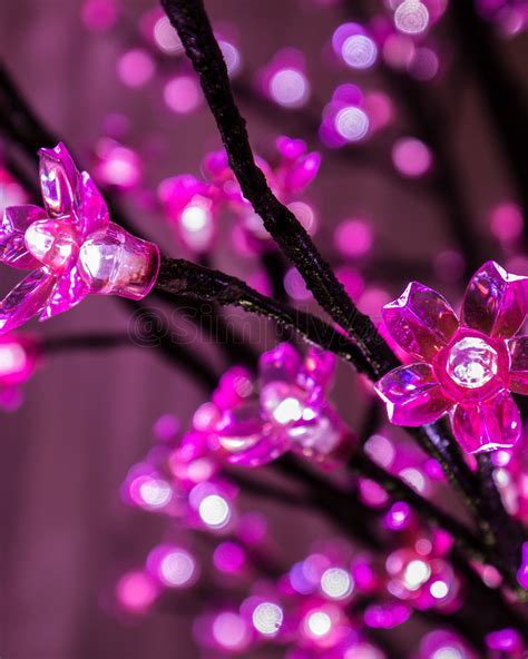 Pink Cherry Blossoms | Cherry blossom tree, Blossom trees, Led tree