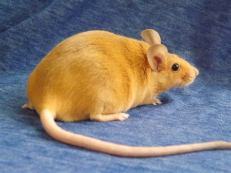 What is this sooty color? | Pet Mice Forum