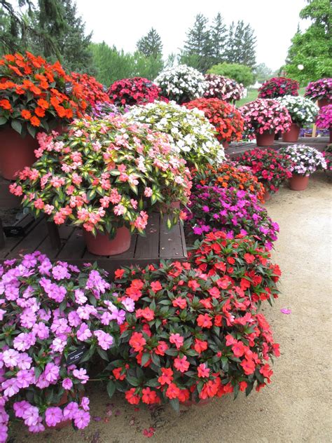 SunPatiens - The Real Deal - Rotary Botanical Gardens