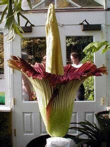 Ugly Plants: corpse flower voted the world's ugliest plant