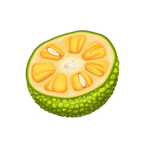 jackfruit slice cut cartoon vector illustration 21161280 Vector Art at ...