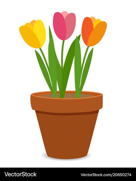 Spring tulip flowers in flower pot Royalty Free Vector Image