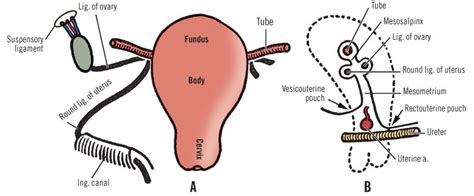 Ovarian Ligament Round Ligament