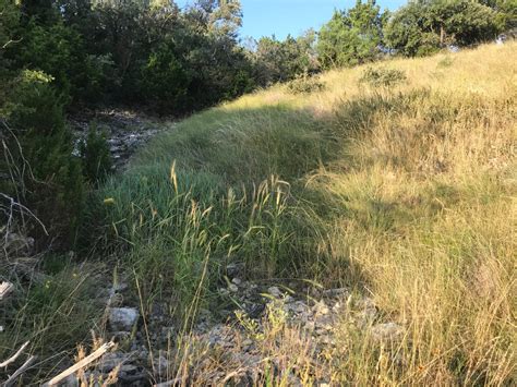 Healthy Riparian Areas | Rangelands and Ranching