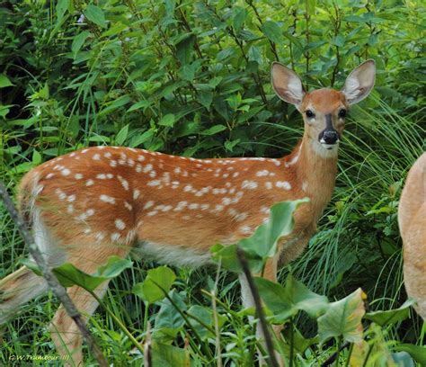 Baby Buck Whitetail Fawn II by natureguy on DeviantArt