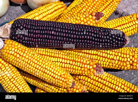 Black and yellow maize Stock Photo - Alamy