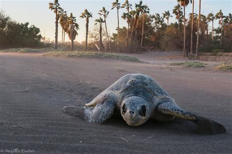 Baja Mexico Adventure Motorcycle Ride - Stephen Fischer Photography