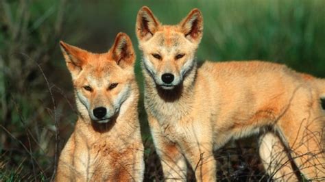 Dingo size linked to culling campaigns - Cosmos Magazine