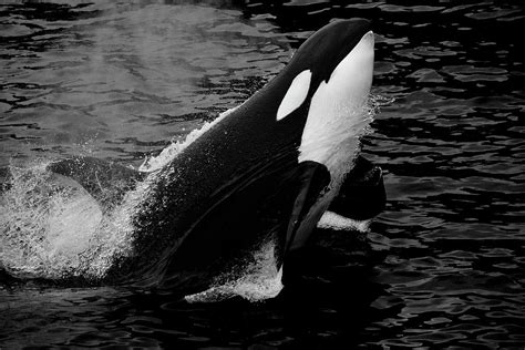 Breaching Orca Photograph by Wanderlost Artz - Pixels