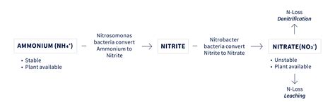 The Nitrification Process — MicroSource, LLC