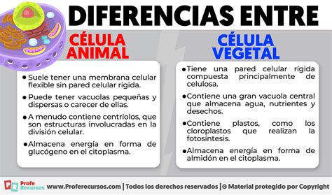 Diferencias entre Célula Animal y Célula Vegetal