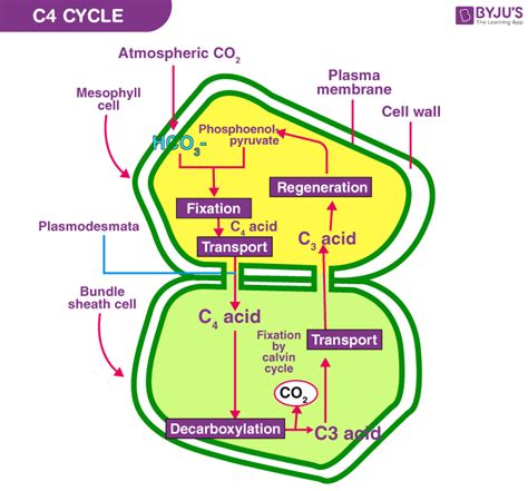 Explain the C4 pathway of photosynthesis.