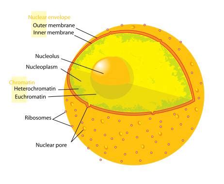 Biology for Kids: Cell Nucleus