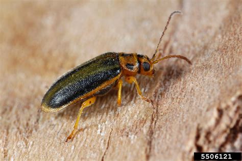 elm leaf beetle (Xanthogaleruca luteola)