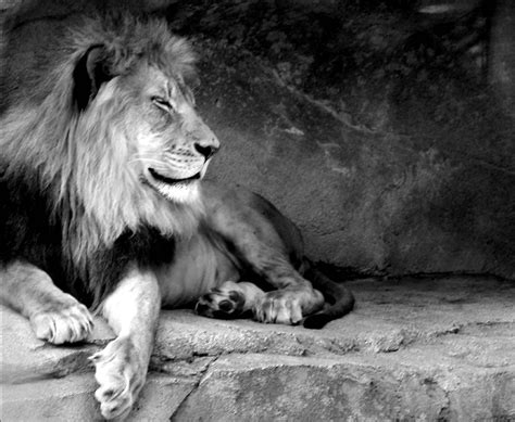 Black and White Lion Wallpapers - Top Free Black and White Lion ...