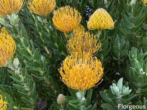 43 Types of Protea Flowers, Meaning and Pictures | Florgeous