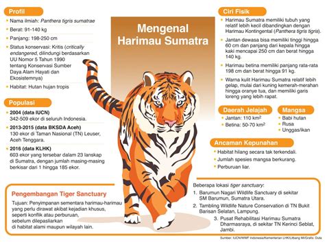 Penulisan Harimau Sumatera Yang Benar - IMAGESEE